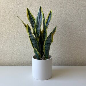 Target Project 62 Artificial Snake Plant in Pot | Green + Yellow | NWOT